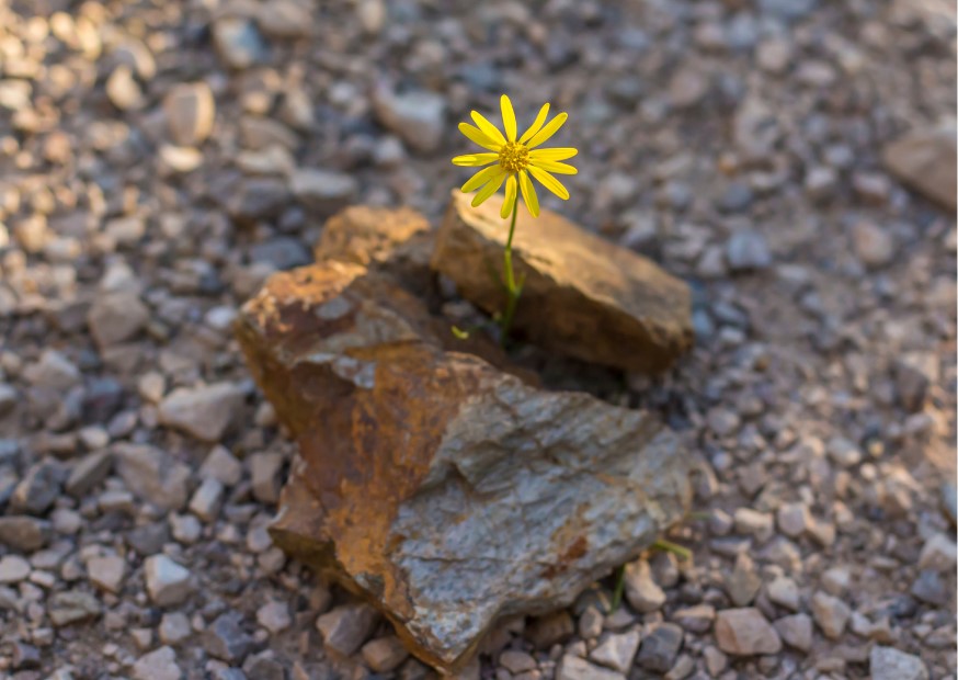 Blume blüht auf Stein - Beitragsbild zum Thema: Resilienz Training mit Musik